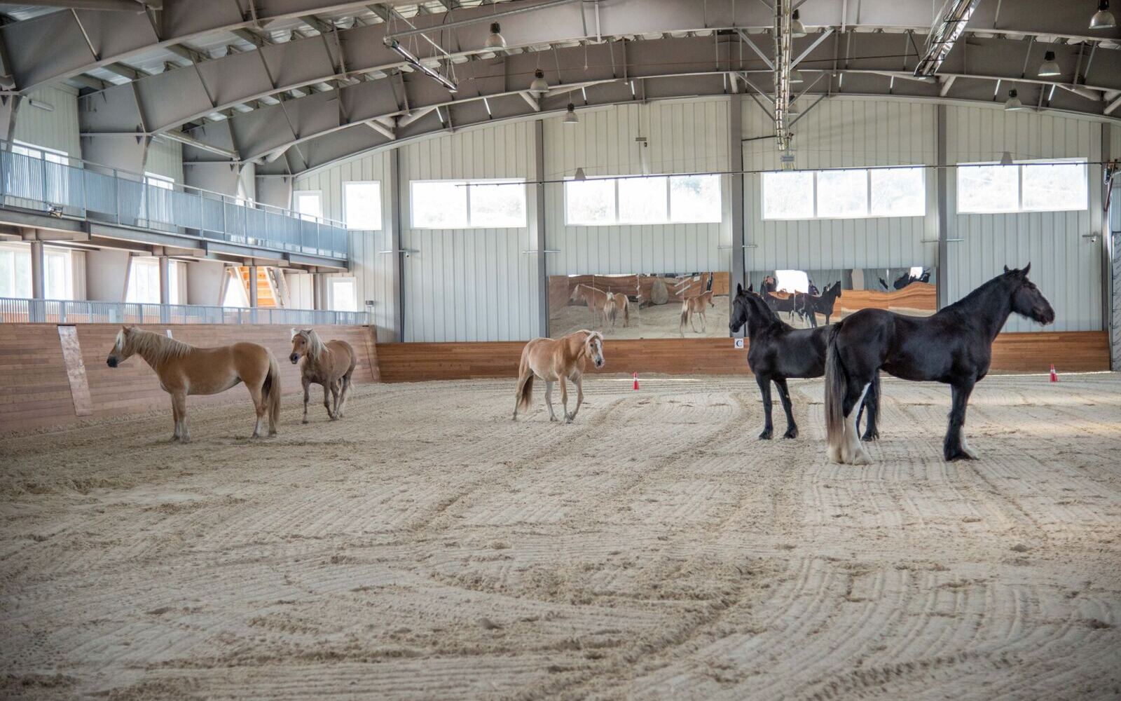Reitplatz und Reithallen Bewässerung